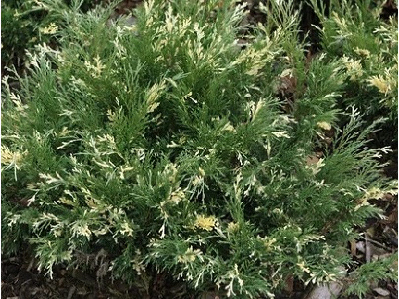 Andorra Variegata