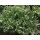 Andorra Variegata