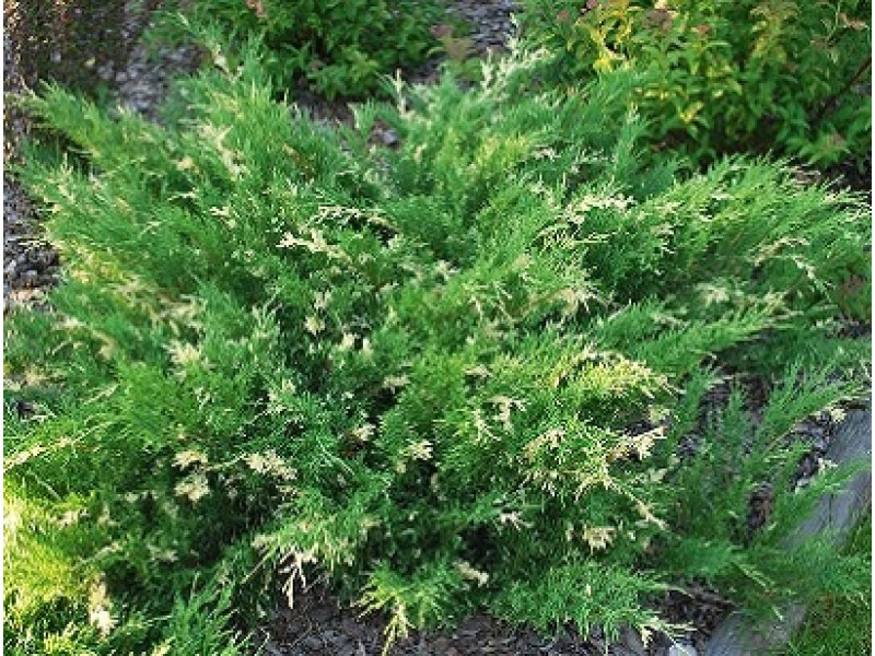 Andorra Variegata