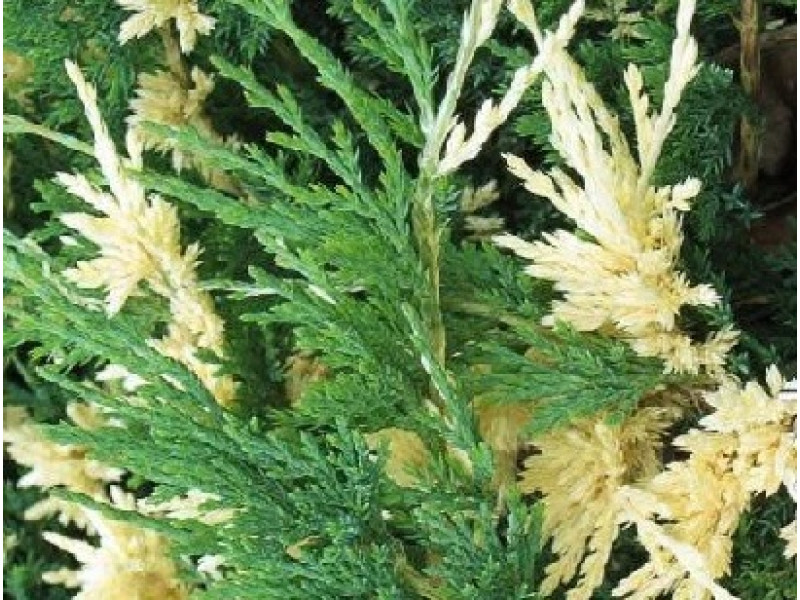 Andorra Variegata
