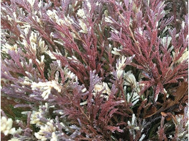 Andorra Variegata