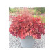 Boysenberry