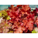 Boysenberry