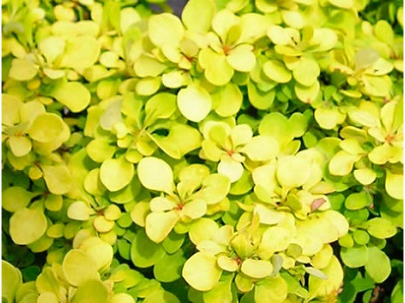 Tiny Gold