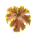 Apple Twist