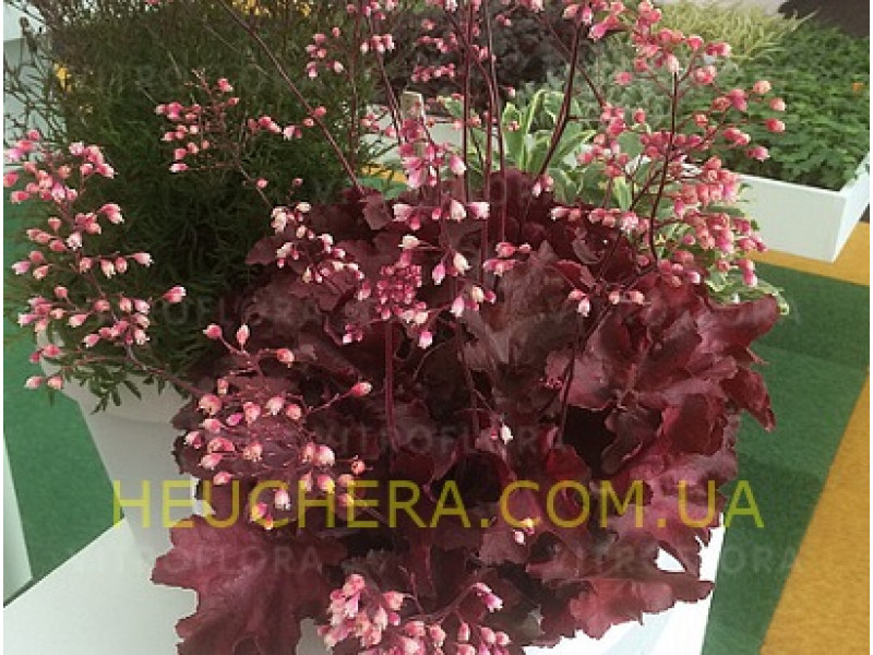 Carmencita