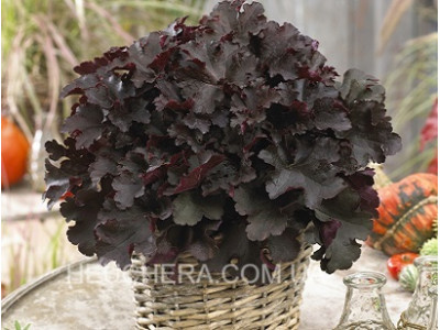 BilBerry