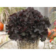 BilBerry