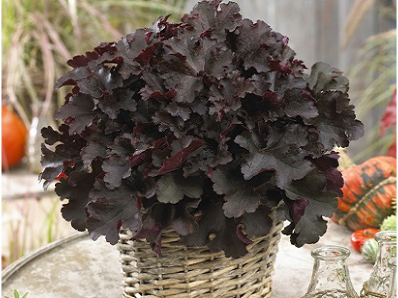 BilBerry