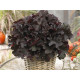 BilBerry