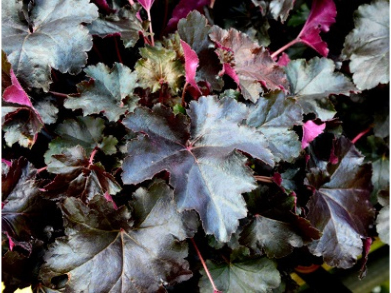 BilBerry