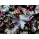 BilBerry