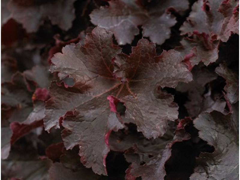 BilBerry