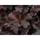 BilBerry