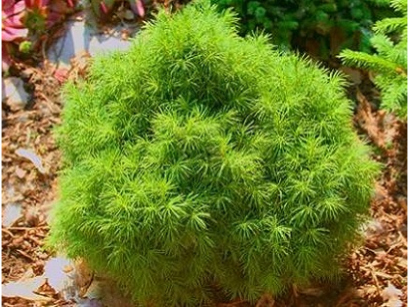 Witchs Broom