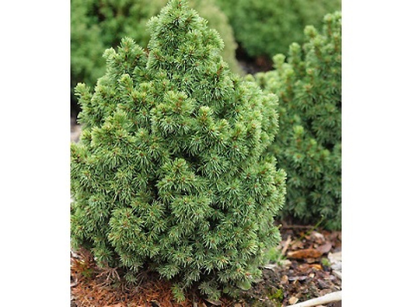 Witchs Broom