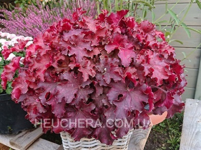 Cranberry