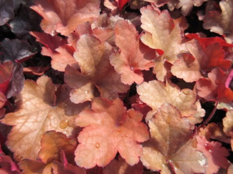 Cranberry