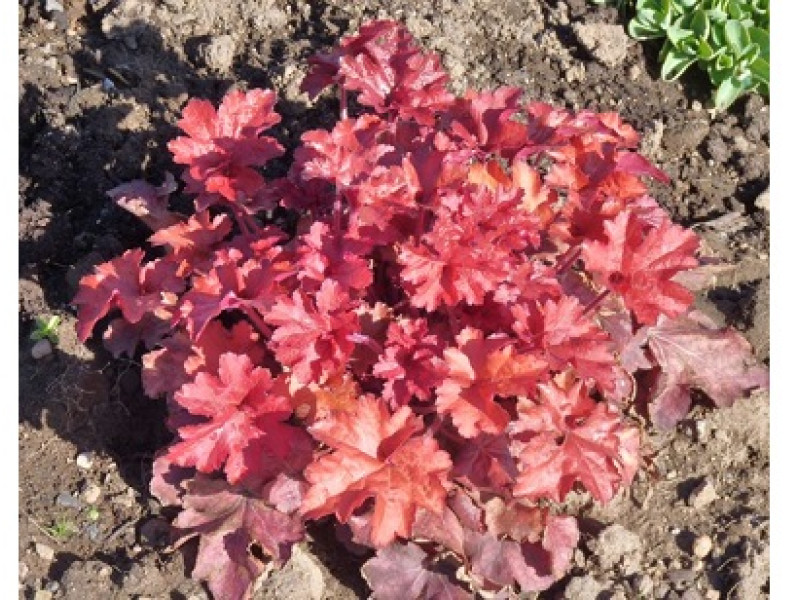 Cranberry