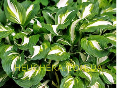 Mediovariegata (хоста)