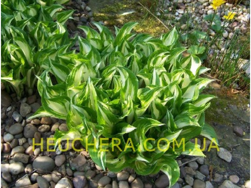 Mediovariegata (хоста)