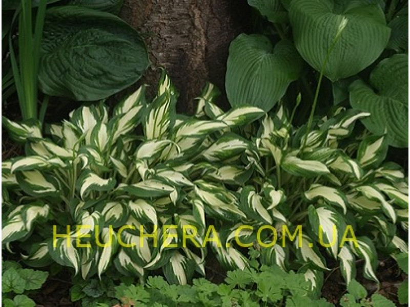 Mediovariegata (хоста)
