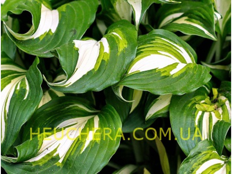 Mediovariegata (хоста)