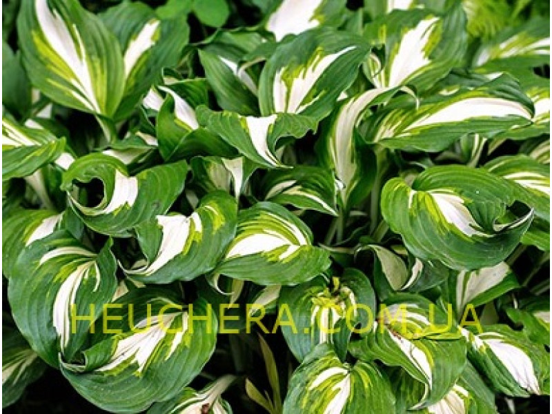 Mediovariegata (хоста)