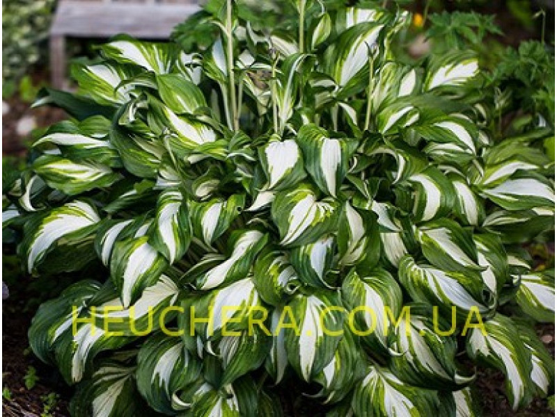 Mediovariegata (хоста)