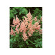 Peach Blossom
