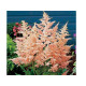 Peach Blossom