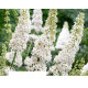 White Profusion