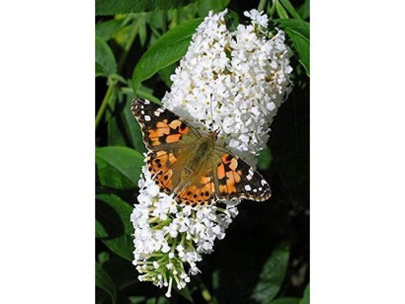 White Profusion