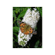 White Profusion