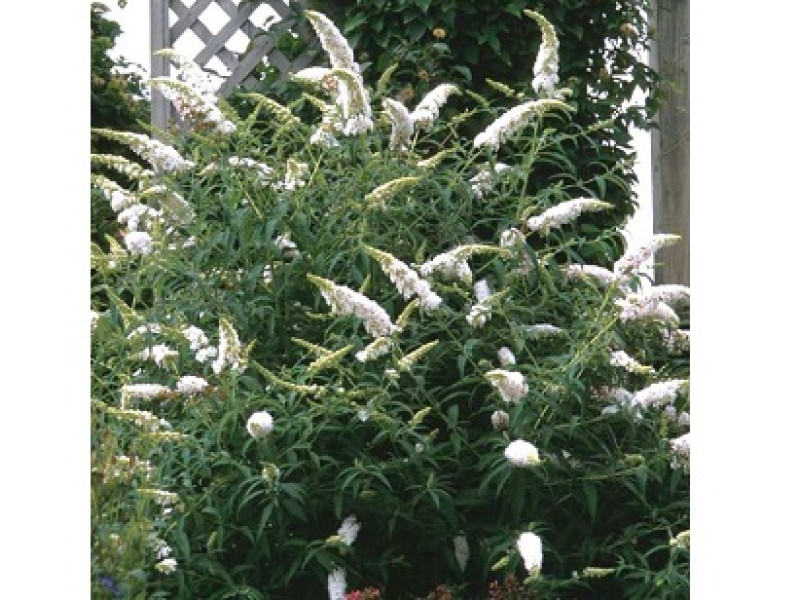 White Profusion