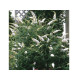 White Profusion