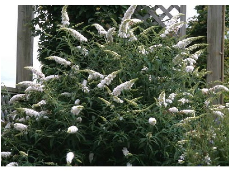 White Profusion