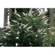 White Profusion