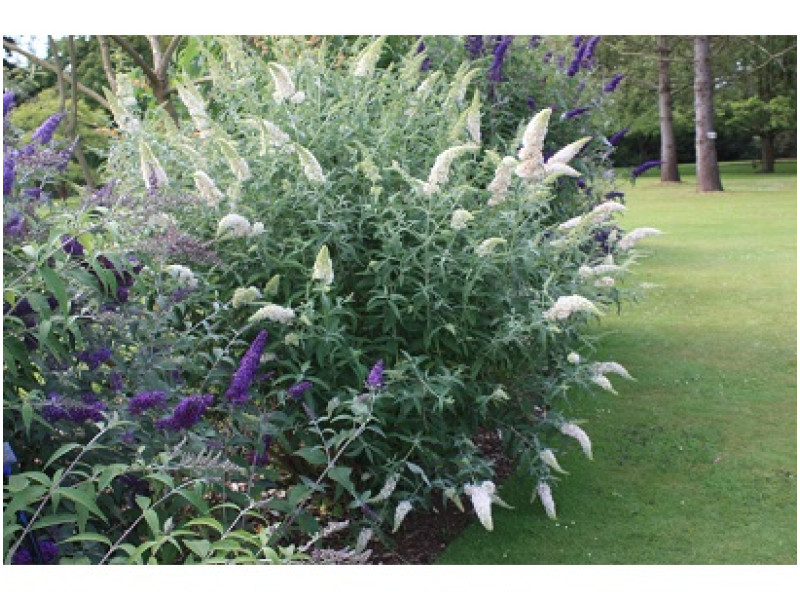White Profusion