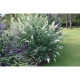 White Profusion