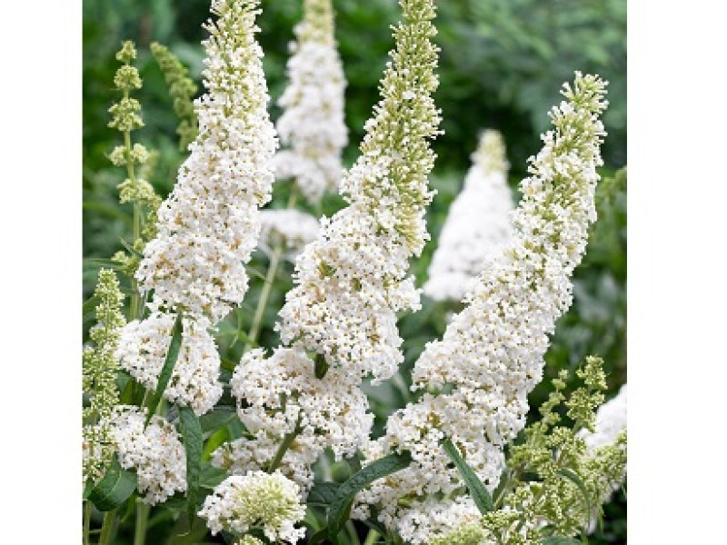 White Profusion