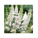 White Profusion