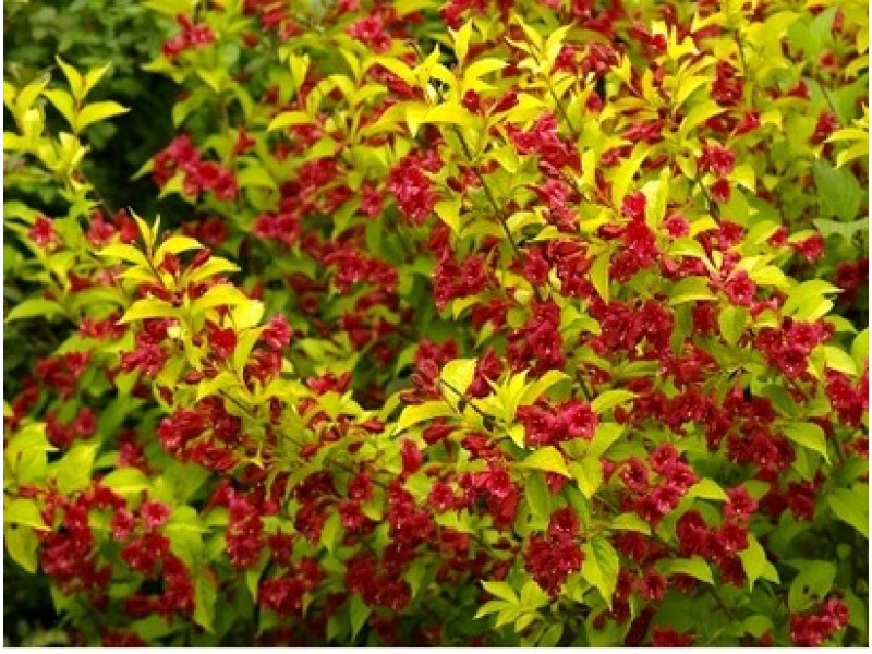 Looymansii Aurea