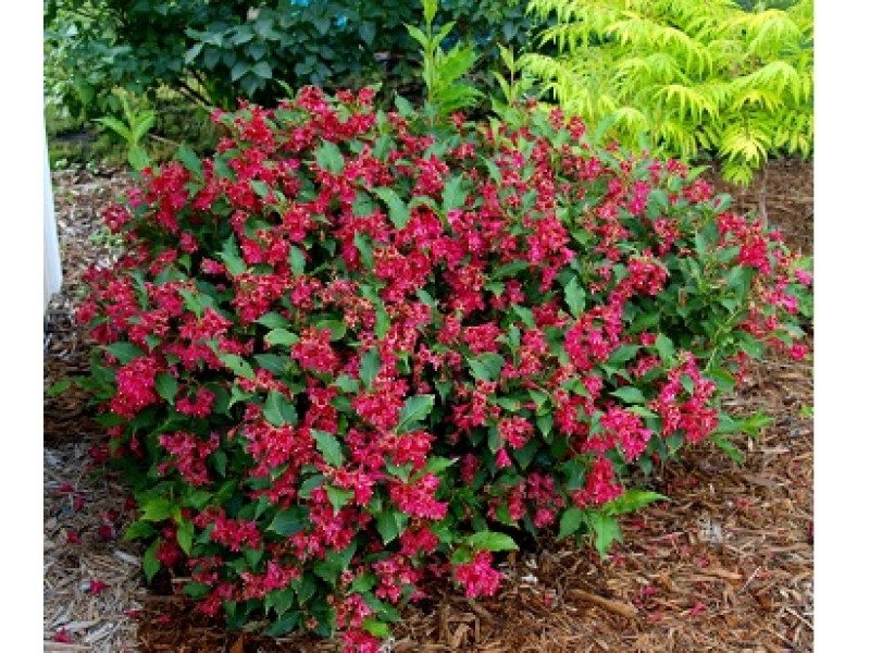 Red Prince