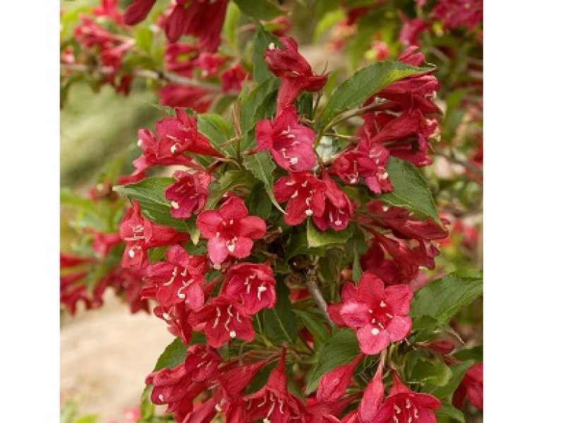 Red Prince