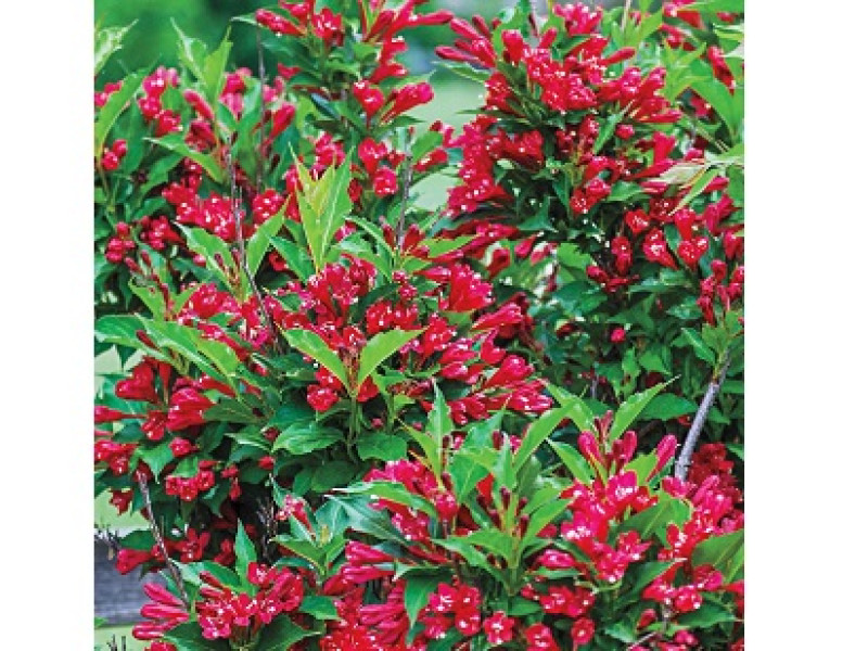 Red Prince