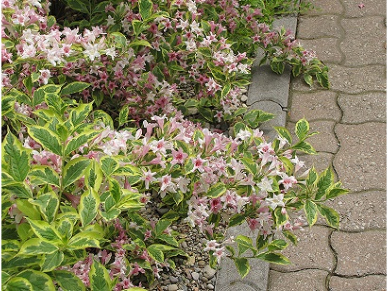 Nana Variegata