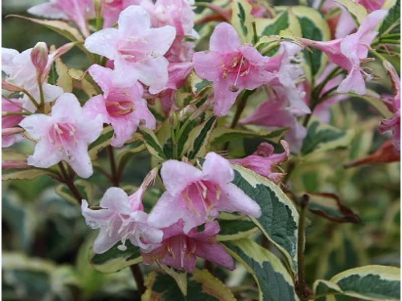 Nana Variegata
