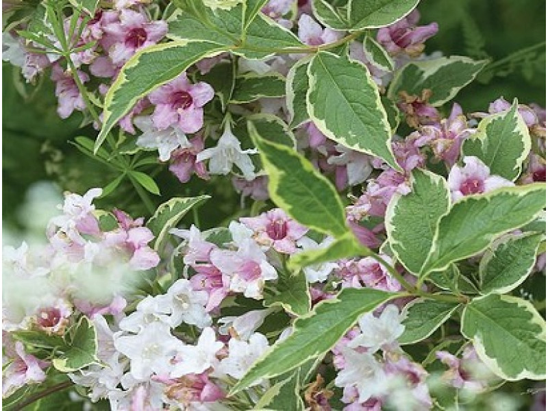 Nana Variegata