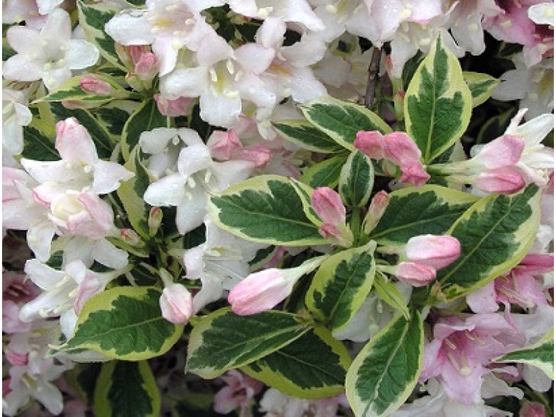Nana Variegata